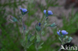 Handjesereprijs (Veronica triphyllos) 