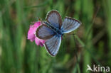 Silver Studded Blue (Plebejus argus)