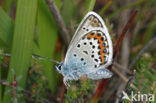 Heideblauwtje (Plebejus argus) 