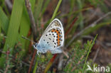 Heideblauwtje (Plebejus argus) 