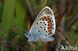 Heideblauwtje (Plebejus argus) 