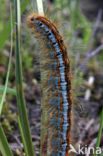 Heideringelrups (Malacosoma castrensis)