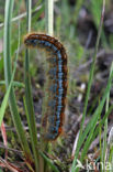 Heideringelrups (Malacosoma castrensis)