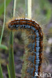 Heideringelrups (Malacosoma castrensis)