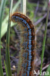 Ground Lackey (Malacosoma castrensis)