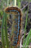 Heideringelrups (Malacosoma castrensis)