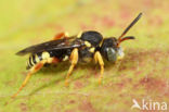 Wasp-bee (Nomada rufipes)