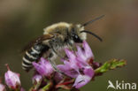 Heidezijdebij (Colletes succinctus)