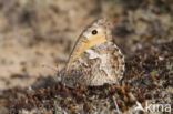 Grayling (Hipparchia semele)