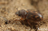 Heterocerus fusculus