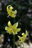 Trout lilly (Erythronium americanum)