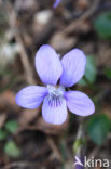 Hondsviooltje (Viola canina) 