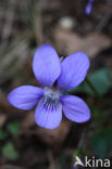 Hondsviooltje (Viola canina) 