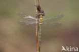 Hoogveenglanslibel (Somatochlora arctica) 