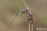 Hoogveenglanslibel (Somatochlora arctica) 