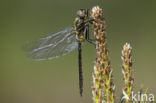 Hoogveenglanslibel (Somatochlora arctica) 