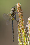 Hoogveenglanslibel (Somatochlora arctica) 