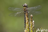 Hoogveenglanslibel (Somatochlora arctica) 