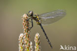 Hoogveenglanslibel (Somatochlora arctica) 