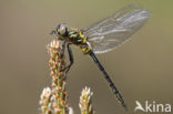 Hoogveenglanslibel (Somatochlora arctica) 