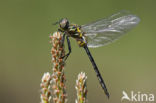 Hoogveenglanslibel (Somatochlora arctica) 