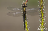 Hoogveenglanslibel (Somatochlora arctica) 