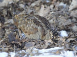 Eurasian Woodcock (Scolopax rusticola)