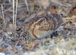 Eurasian Woodcock (Scolopax rusticola)