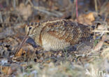 Eurasian Woodcock (Scolopax rusticola)