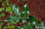 Holly (Ilex aquifolium)