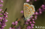 Common Blue (Polyommatus icarus)