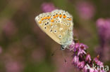 Common Blue (Polyommatus icarus)