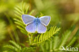 Common Blue (Polyommatus icarus)