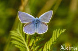 Common Blue (Polyommatus icarus)