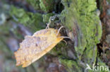 Iepentakvlinder (Ennomos autumnaria)
