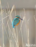 IJsvogel (Alcedo atthis)