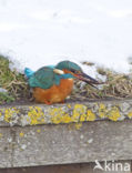 IJsvogel (Alcedo atthis)