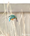 Kingfisher (Alcedo atthis)