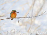 Kingfisher (Alcedo atthis)