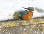 Kingfisher (Alcedo atthis)