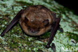 Ingekorven vleermuis (Myotis emarginatus) 