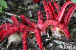 Inktviszwam (Clathrus archeri)