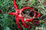 Inktviszwam (Clathrus archeri)