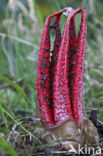 Octopus Stinkhorn (Clathrus archeri)