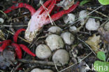 Inktviszwam (Clathrus archeri)