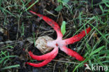 Inktviszwam (Clathrus archeri)