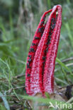 Octopus Stinkhorn (Clathrus archeri)