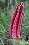 Inktviszwam (Clathrus archeri)