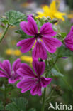 Mallow (Malva spec)