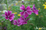 Mallow (Malva spec)